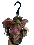 Neon Robusta Allusion
